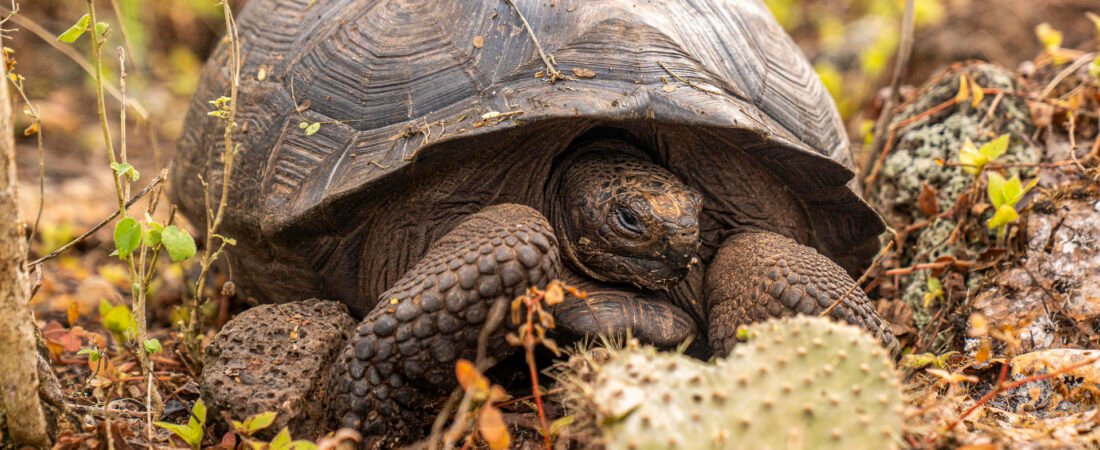 Liberan en las Islas Galápagos 277 tortugas gigantes dentro de un programa de conservación